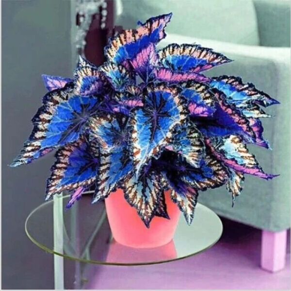 Best 25 Seeds Blue Rainbow Coleus Flowers Rainbow Dragon Easy to Grow Garden