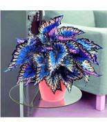 Best 25 Seeds Blue Rainbow Coleus Flowers Rainbow Dragon Easy to Grow Garden - $4.89