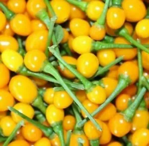 25 Seeds Aji Charapita Peppers Vegetables Healthy Planting Fresh - £8.17 GBP