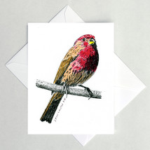 House Finch Note Cards - $4.25+