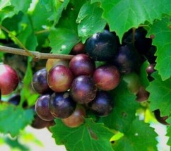 2 muscadine grape vines live plants fruit rotundifolia fox bullace bulle... - $48.99