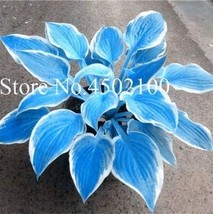 Big 200 Seeds Colorful Hosta Flores Bonsai Seeds Flower Plantas Garden USA Selle - $10.39