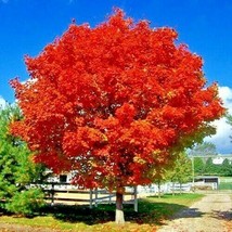 FROM USA *RED SUNSET* Japanese Maple (Acer rubrum) Tree Seeds, Landscaping or Bo - £7.44 GBP