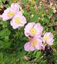 SWAMP ROSE SEEDS Rosa palustris 100 Seeds for Planting - Fragrant Perenn... - $17.00