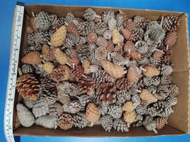 Over 200 Pine Cones for Crafting or Decorating Mini Pine Cones, Knobs &amp; Others - £19.80 GBP