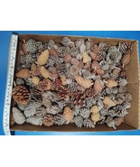 Over 200 Pine Cones for Crafting or Decorating Mini Pine Cones, Knobs &amp; ... - $24.99