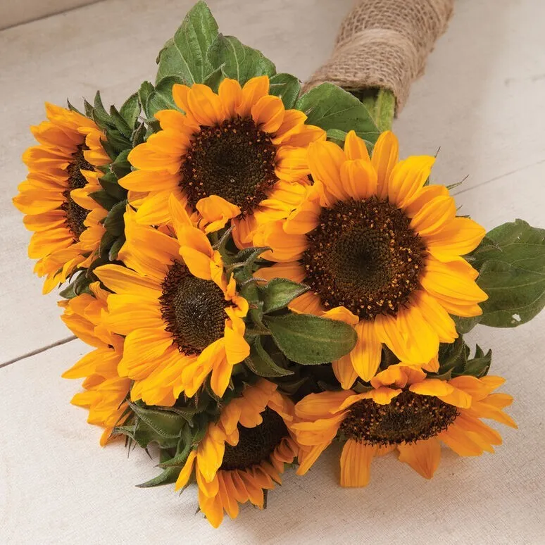 25 Seeds Sunflower Sonja - £7.78 GBP