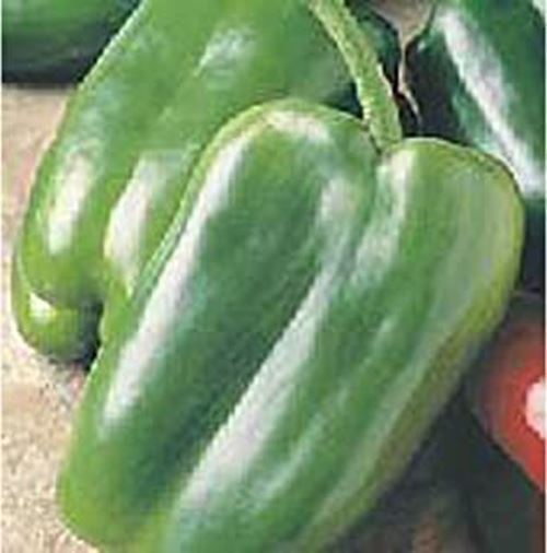 PM Gurney&#39;s Giant II Sweet Peppers Seeds (20+ Seeds) | Non GMO | Vegetab... - $3.98