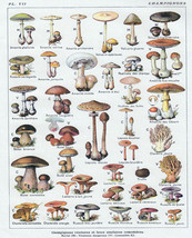 16x20" CANVAS Decor.Room design art print.Mushroom illustration in french.6133 - $46.53