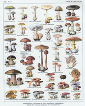 16x20" CANVAS Decor.Room design art print.Mushroom illustration in french.6133 - £37.05 GBP