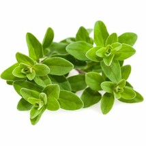 SHIP FROM US 42,000 Sweet Marjoram Herb Seeds - Microgreens or Garden, ZG09 - £31.72 GBP