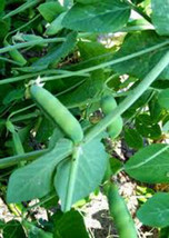 Peas, Early Alaska, Heirloom, Organic 100+ Seeds, Tastes Great Fresh Or Canned - £5.53 GBP
