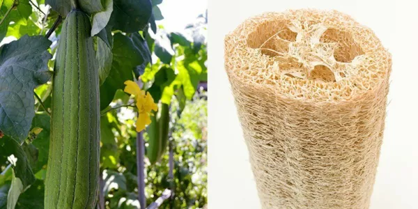 20 Loofah Gourd Seeds Luffa Sponge Gourd Exotic Vegetable Easy To Grow Usa Selle - £15.79 GBP