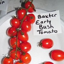 Baxter Early Bush Tomato Seeds Gardening Easy Grow Usa Shipping - £7.22 GBP