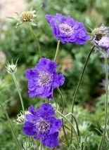 Bellfarm Scabiosa caucasica &#39;Fama Deep Blue&#39; Flowers - Seeds  - £6.24 GBP