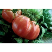 Tomato Sorento Garden Beautiful USA SELLER - £4.18 GBP