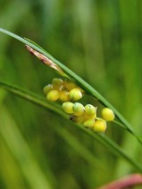 SGHOST Carex Aurea Golden Sedge 10 Seeds USA Seller - $9.26