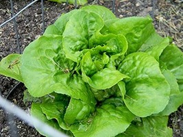 Lettuce Bibb Great Heirloom Vegetable 70,000 Seeds Fresh Gardening USA SELLER - £22.66 GBP