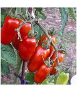 USA SELLER Pompeii Tomato Seeds Fast Shipping - $9.80