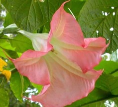 10 Sunset Angel Trumpet Seeds Flowers Seed Flower Brugmansia Datura 669 Home Gar - £8.76 GBP