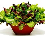 600 Seeds Gourmet Salad Mix Seeds Leaf Lettuce Blend Organic Garden Cont... - $8.99
