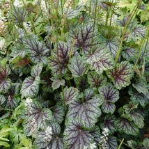 50 Americana Coral Bells Heuchera Flower Seeds New Fresh US Shipping - $11.98