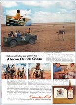 Canadian Club PRINT AD African Ostrich Chase Safari Canadian Blended Whi... - $13.29