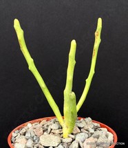 EUPHORBIA FIHERENENSIS @j@ rare exotic succulent cactus plant cacti 4&quot; - £13.58 GBP