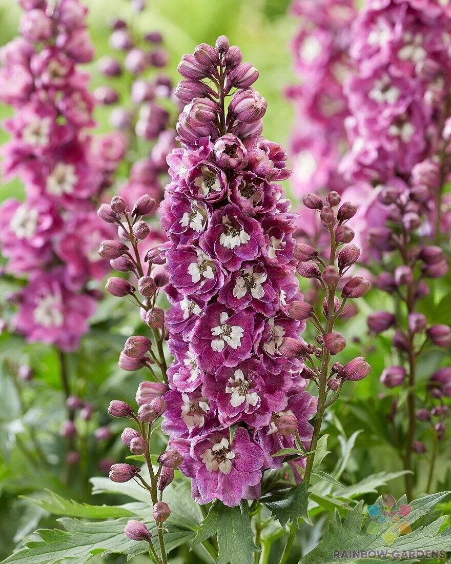 200 Pink And White Bee Delphinium Seeds New Fast Shipping - $10.96