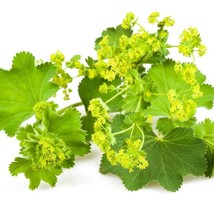 Ladys Mantle Seeds Alchemilla Mollis Ladys Mantle Flower Seed 2000 Seeds USA Fas - $19.99