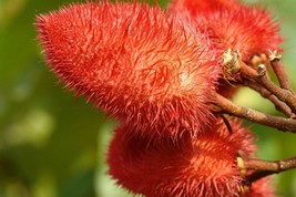 20 Seeds Anchiote Bixa orellana Culinary Heirloom NON-GMO Fresh Seeds - $96.47 MXN