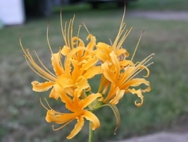 6 Lycoris aurea Bulbs, Yellow  Spider Lily  Bulbs ,Free Phytosanitary certificat - £43.90 GBP