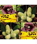 MX Asimina Triloba Improved Improved Common Pawpaw Tree Seeds Larger Swe... - $712.99 MXN