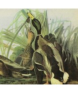 Mallard Duck Bird 1946 Color Plate Print John James Audubon Nature DWV2A - $39.99
