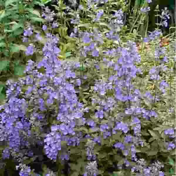 Healthy Starter Plant Nepeta ‘Neptune’ Catmint Live Plant Unfussy &amp; Long Bloom - £18.06 GBP
