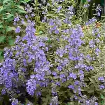 Healthy Starter Plant Nepeta ‘Neptune’ Catmint Live Plant Unfussy &amp; Long... - $22.96