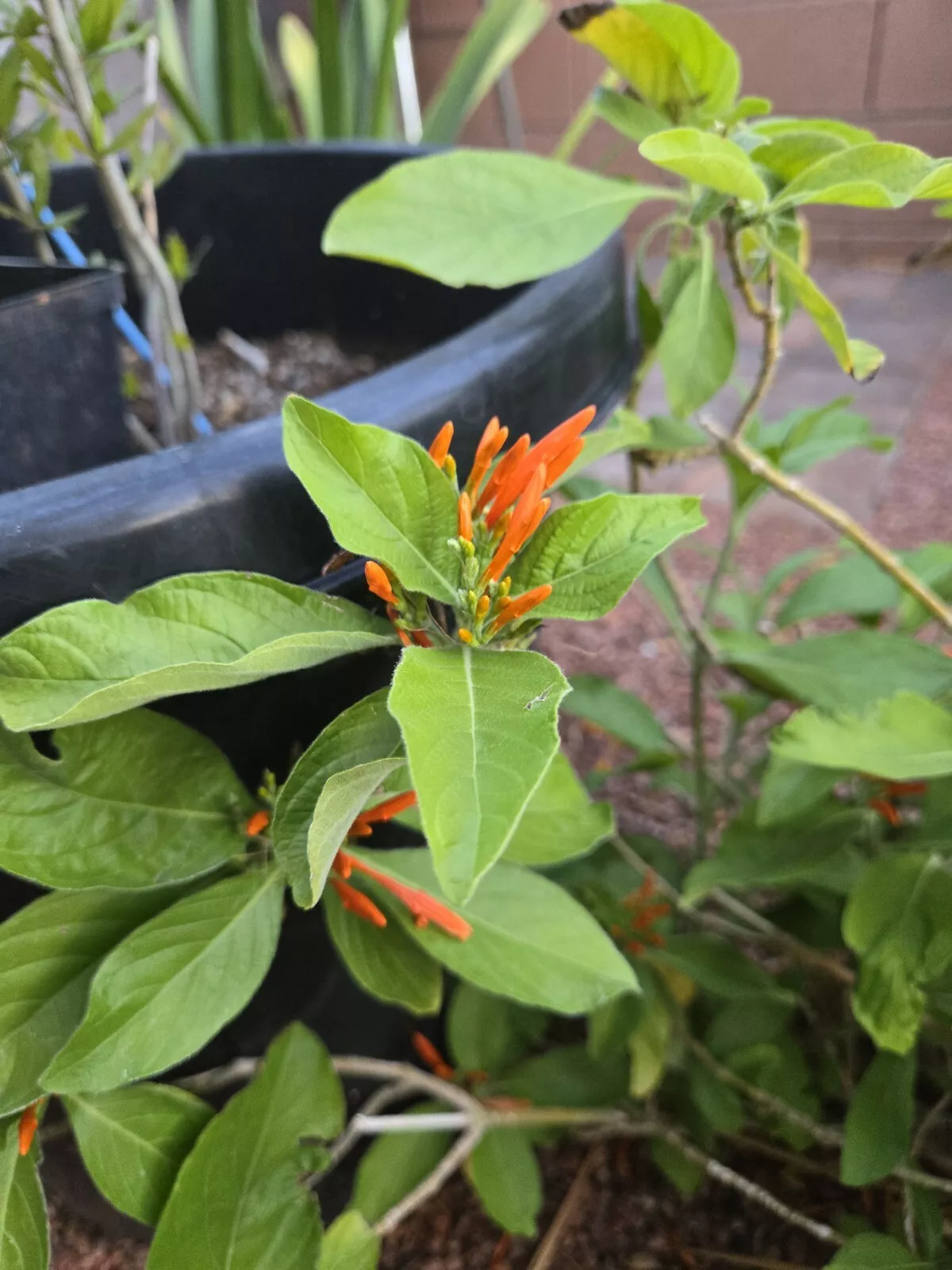 MUICLE Justicia spicigera Organic Seeds, (12 Seeds) Mexican Honey Suckle - $313.54 MXN