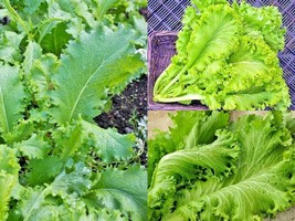 600 Giant Curled Mustard Heirloom Vegetable Seeds Garden Container Greens Easy - £13.09 GBP