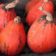 15 Lakota Squash Cucurbita Maxima Winter Red Orange Green Native Vegetable Seeds - £12.26 GBP