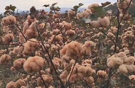 Brown Cotton Gossypium 25 Seeds Usa Seller Shipper Best Price - £8.43 GBP