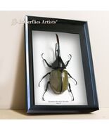 Dynastes Hercules Hercules XL - Real Largest Beetle Framed Entomology Shadowbox - $495.00