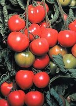Best Tomato Early Cascade Heirloom Saladette Variety 30 Seeds - £3.75 GBP