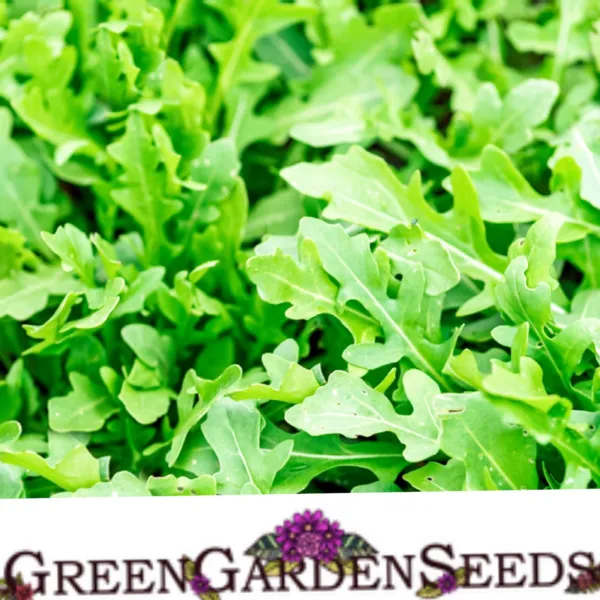 1500 Rocket Arugula Seeds Slow Bolt Seeds Available Astro Red Clover Crimson Fre - £4.78 GBP