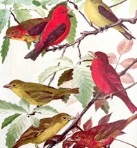 Scarlet And Summer Tanager Birds Print Fuertes 1917 Color Plate Art DWX7C - £24.04 GBP