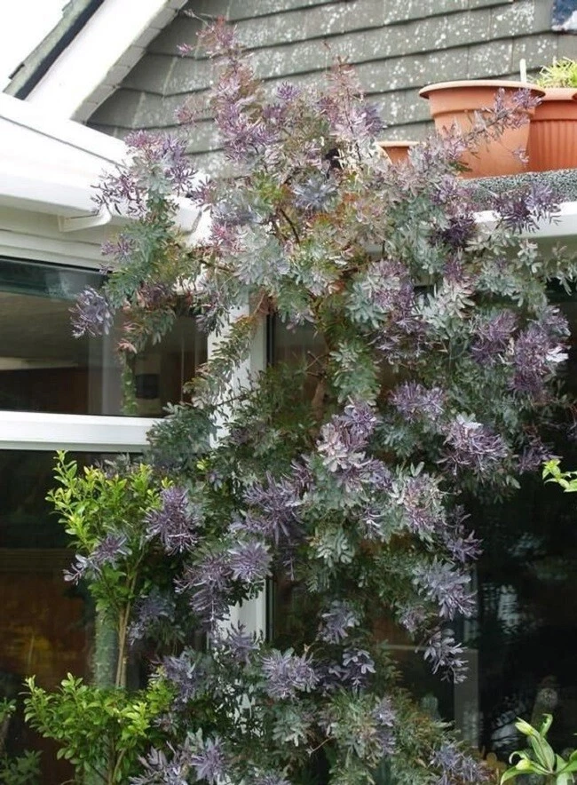 Acacia Baileyana Seeds Acacia Baileyana  Purpurena Acacia Seeds 25 Seeds - $23.37