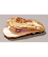 NATURAL ADRIATIC SEA SHELL UNIQUE HAND ENCHANCED ONE OF THE KIND GREAT G... - $114.25 CAD