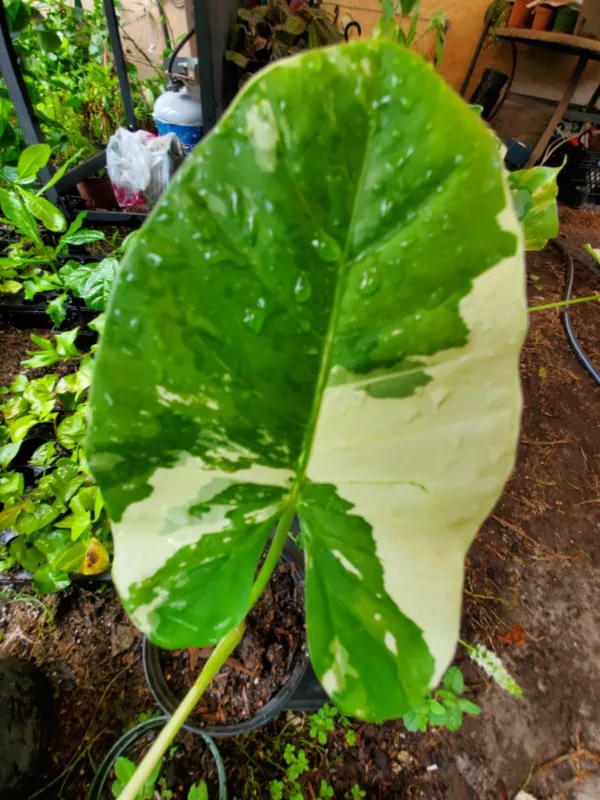 Alocasia Macrorrhiza Variegata Starter Live Plant 7 To 10 Inches Tall S_S - £35.93 GBP