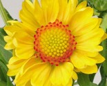 Sale 100 Seeds Yellow Gaillardia (Blanket Flower/Indian Blanket) Gaillar... - $9.90
