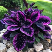 Beautiful Plant &#39;Purple Tip Calathea&#39; Couture Flower 50+ PCS/Pack Seeds  - $15.75+