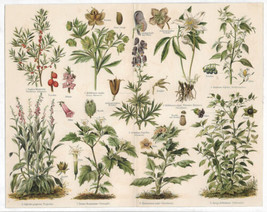Antique Botanical Lithograph Giftpflanzen II Poisonous Plants Meyers Lexikon ... - £16.27 GBP